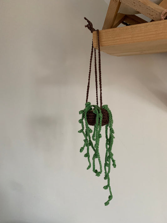Plante suspendu au Crochet !